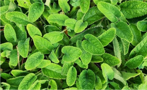 Lemon balm for weight loss: What the research shows