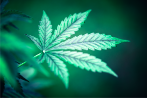 Can You Smoke Weed While Using Wegovy for Weight Loss